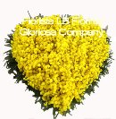 Heart of one mimosa - Women´s Day