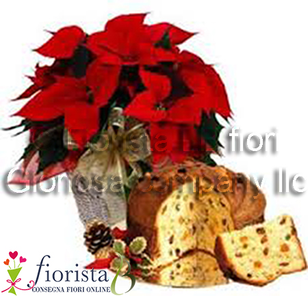 Pianta di stella di natale con panettone