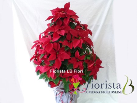 Pianta Piramide di Stelle di Natale poinsettia