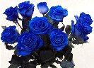 BLUE ROSE DELIVERY AT HOME